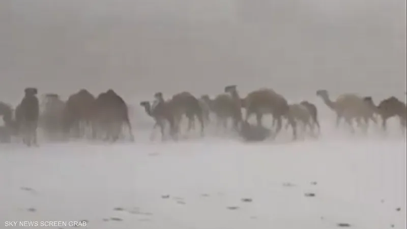 مشهد نادر في السعودية... بالفيديو: قافلة من الإبل تسير وسط الثلوج